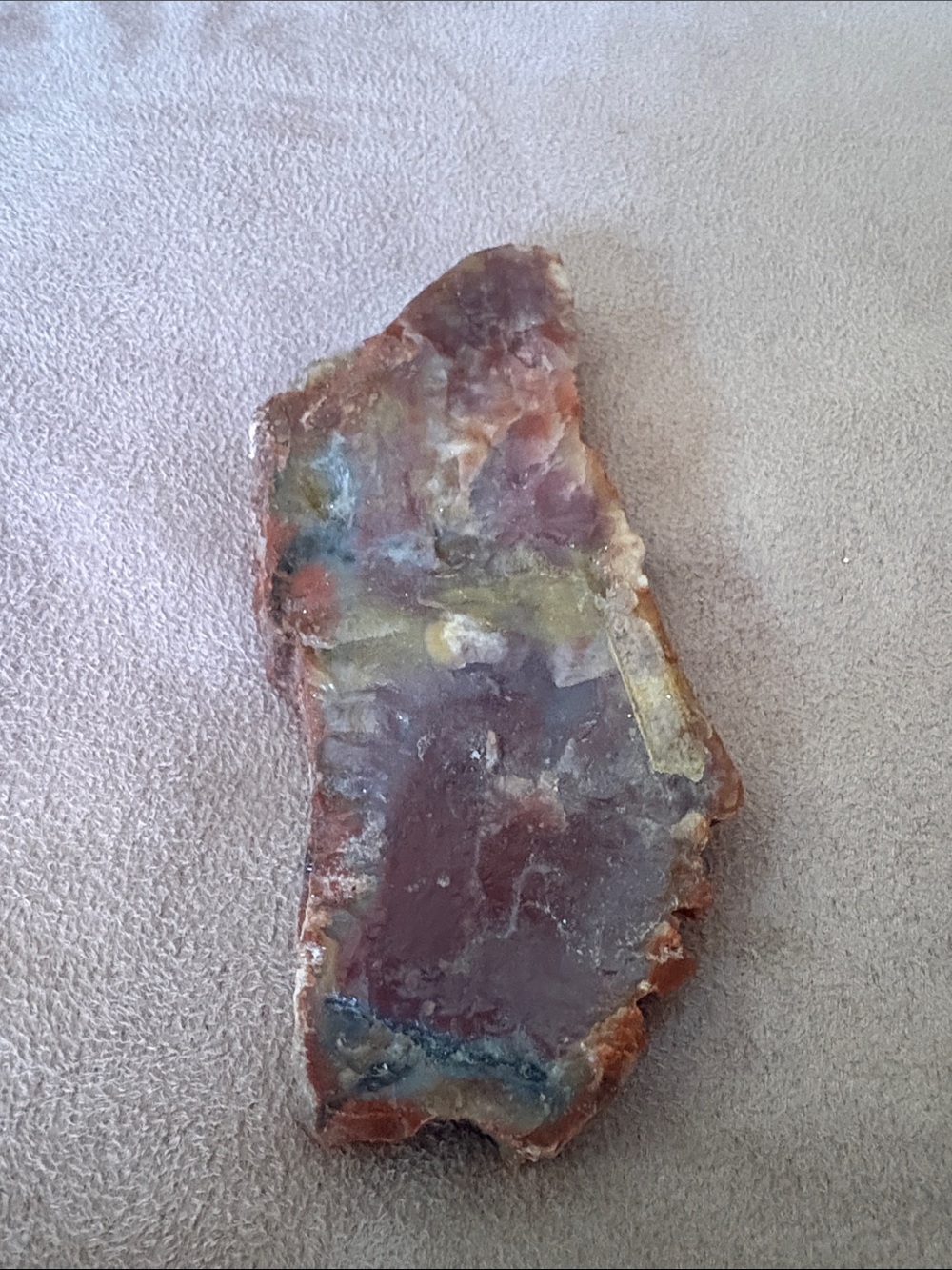 Multicolor Polished Agate Slice/Petrified Wood